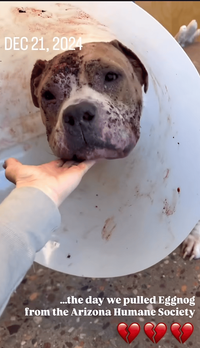 Shelter Scheduled Him for Euthanasia Without Even Knowing What Was Wrong